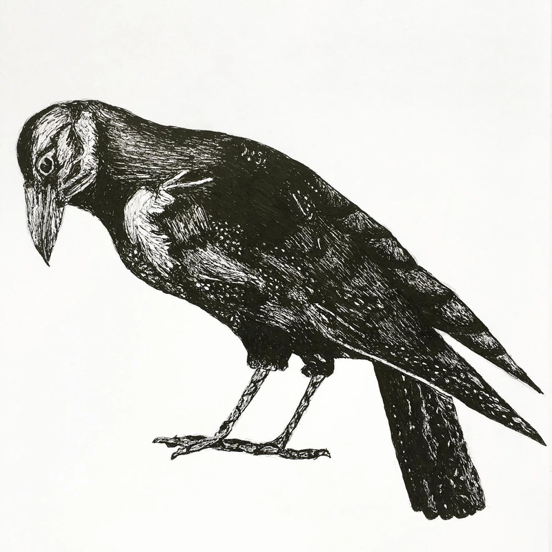 Crow black pen drawing - by Divi Newton